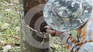 Rubber tapper tapping rubber tree to collect latex