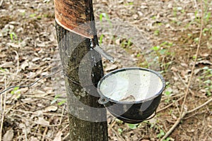 Rubber Tapping