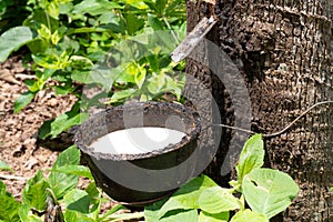 rubber tapping; collecting latex process
