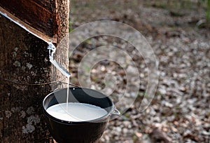 Rubber tapping fresh milky Latex flows from the para tree into plastic black bowl