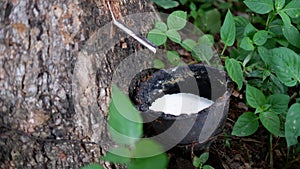 Latex, Tapping rubber and Latex Cup