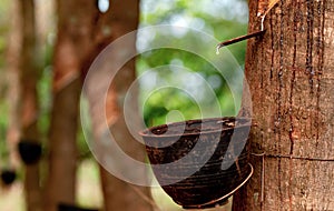 Rubber tapping in rubber tree garden. Natural latex extracted from para rubber plant. Rubber tree plantation. The milky liquid or
