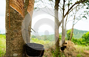 Rubber tapping in rubber tree garden. Natural latex extracted from para rubber plant. Rubber tree plantation. The milky liquid or