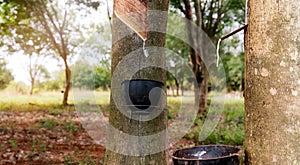 Rubber tapping in rubber tree garden. Natural latex extracted from para rubber plant. Rubber tree plantation. The milky liquid or