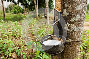 rubber tree