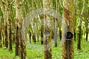 Rubber tree background