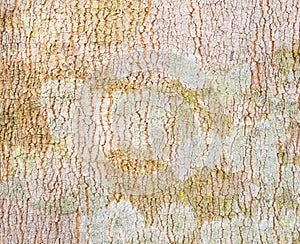 Rubber Tree Bark Texture Background 2