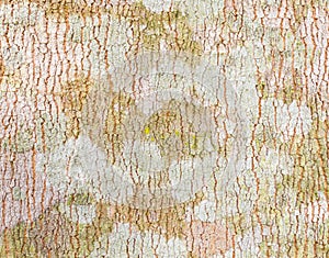 Rubber Tree Bark Texture Background