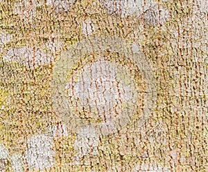 Rubber Tree Bark Texture Background 4