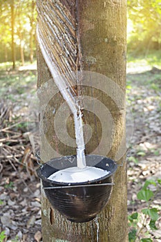 Rubber tree and bowl filled with latex in the garden