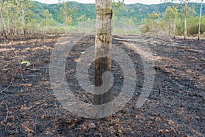 Rubber tree burnt