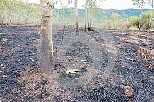 Rubber tree burnt