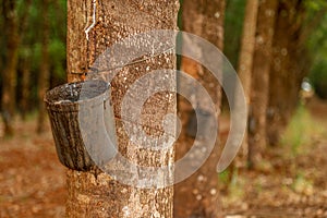 Rubber tree cultive latex