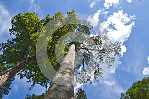 rubber tree or dipterocarpus alatus roxb with blue sky