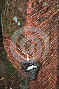 Rubber Tree dripping latex photo