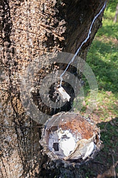 Rubber Tree Extraction