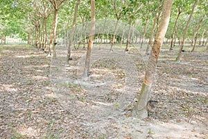 Rubber tree farm
