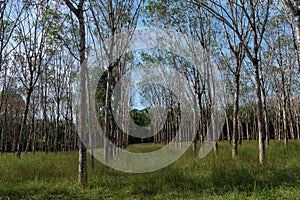 Rubber tree farm in Thailand