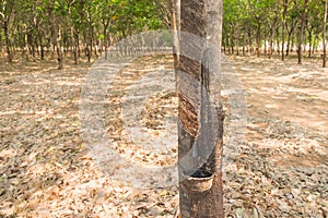 Rubber tree farm at thailand as a source of natural rubber