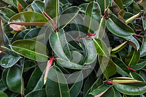 Rubber tree Ficus elastica