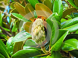 Rubber tree or Ficus elastica