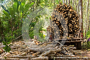 Rubber tree forestry