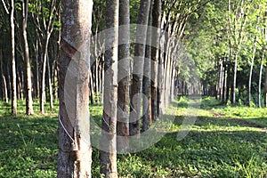 Rubber tree in the garden