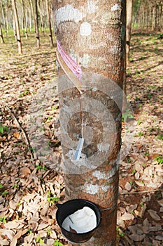 Rubber tree garden plant of south thailand