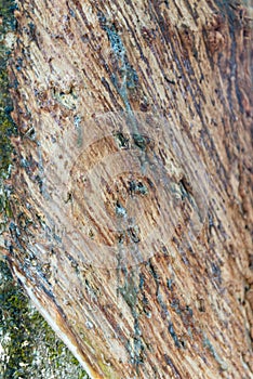 Rubber tree gashed for rubber collection