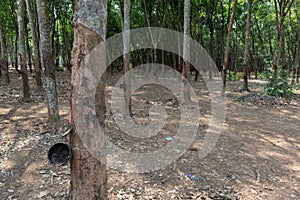Rubber tree or Hevea brasiliensis