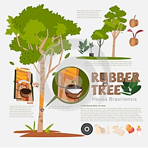 Rubber tree or Hevea brasiliensis with detail infographic elements.Milk of rubber tree. benefit. prodcut from rubber. typographic
