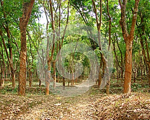 Rubber Tree - Hevea Brasiliensis - Plantation in Kerala, India