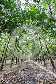 Rubber Tree ( Hevea brasiliensis ), Tay Ninh province, Vietnam