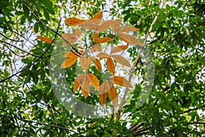 Rubber Tree ( Hevea brasiliensis ), Tay Ninh province, Vietnam