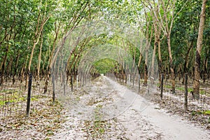 Rubber Tree ( Hevea brasiliensis ), Tay Ninh province, Vietnam