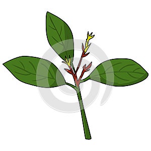 Rubber Tree illustration vector.Leaves logo