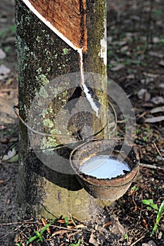 Rubber Tree And Latex