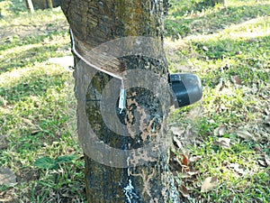 Rubber tree and latex collection process at Sylhet