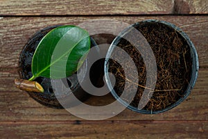 Rubber tree leaves and branches Prepare to propagation in the plant pot. Rubber plant propagation