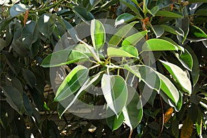 Rubber Tree Plant