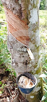 rubber tree, a plant that is the livelihood of residents in South Sumatra photo