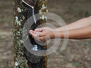 Rubber tree plantation