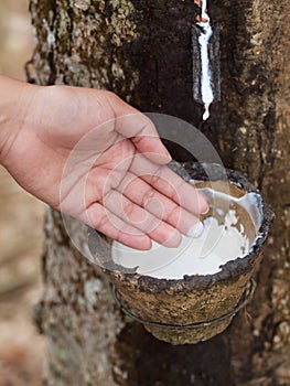 Rubber tree plantation