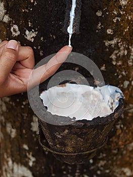 Rubber tree plantation