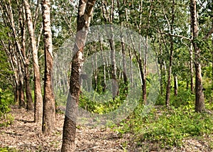 Rubber tree plantation
