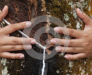 Rubber tree plantation