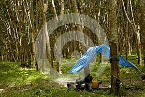 Rubber Tree Plantation