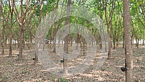 rubber tree plantation on day