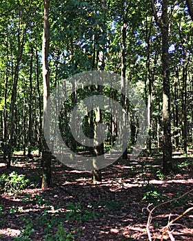 Rubber tree plantation, Fazenda, Sao Paulo Stare Brazil photo