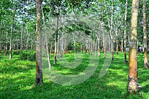 Rubber tree plantation industry at Malaysia